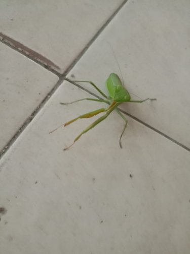 Golden-armed Mantis