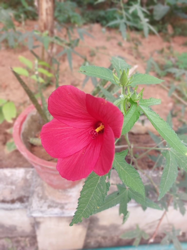 Abelmoschus Moschatus Tuberosus – GWJQ