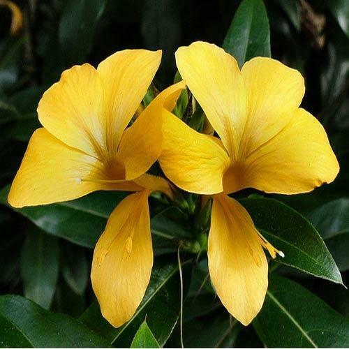 Barleria prionitis (Barleria prionitis)
