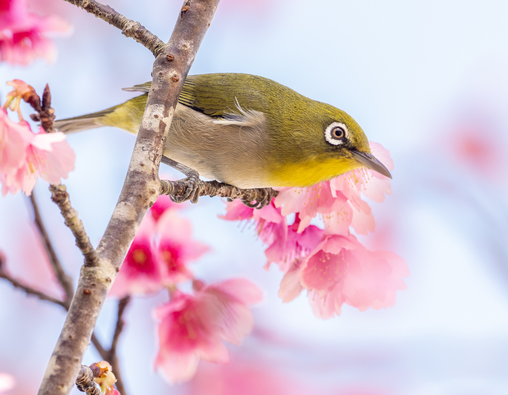 Warbling White-eye photo