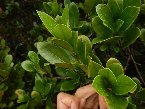 Gardenia boninensis