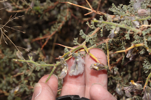 Adesmia spinosissima