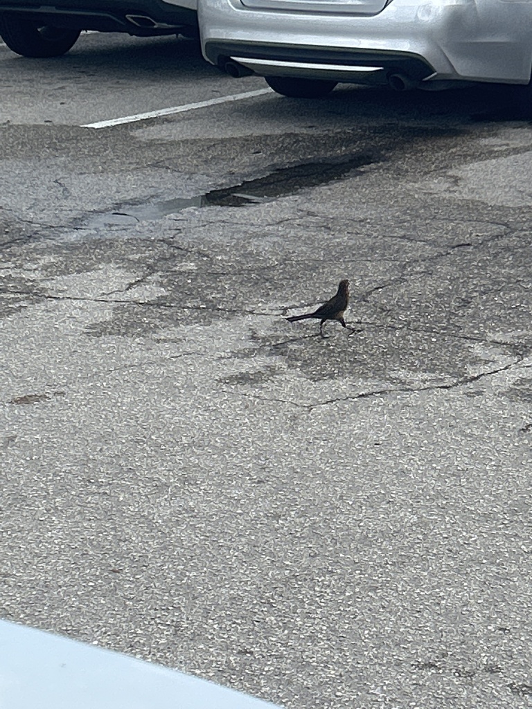 Boat-tailed Grackle from University Commons, Boca Raton, FL, US on ...