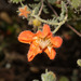 Caiophora cirsiifolia - Photo 由 Ruth Ripley 所上傳的 (c) Ruth Ripley，保留所有權利