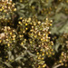 Pseudognaphalium lanuginosum - Photo (c) Ruth Ripley, todos los derechos reservados, subido por Ruth Ripley