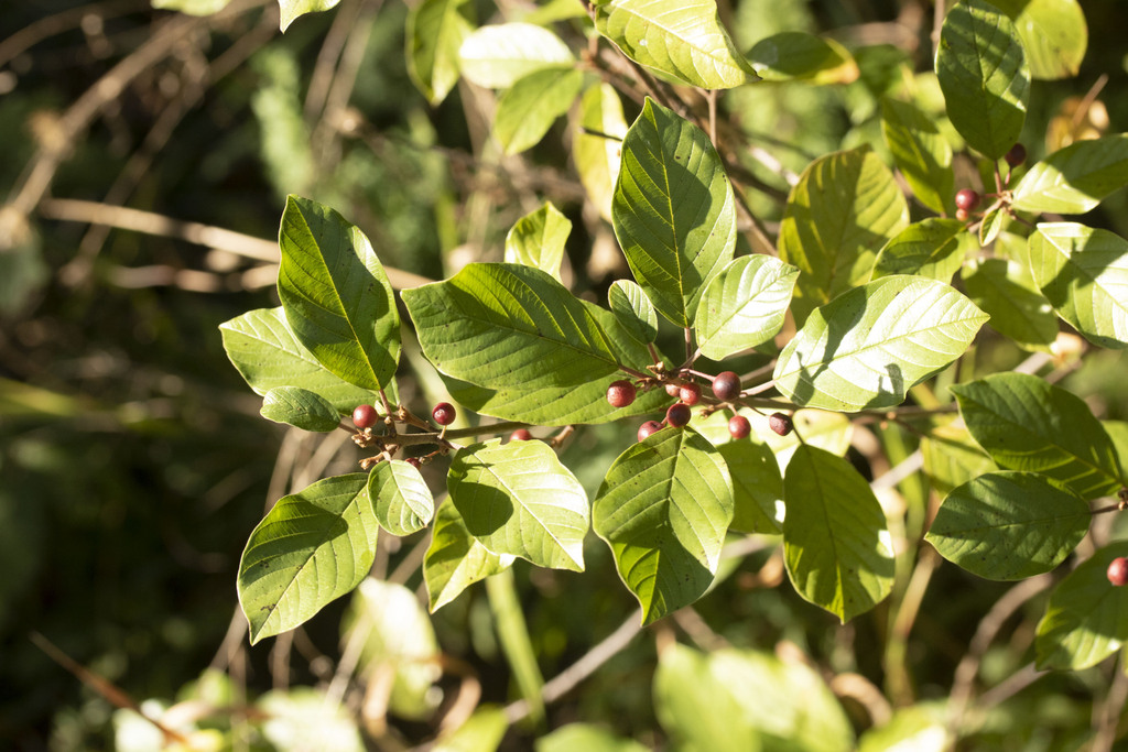 alder buckthorn from Texas Charter Township, MI, USA on September 28 ...