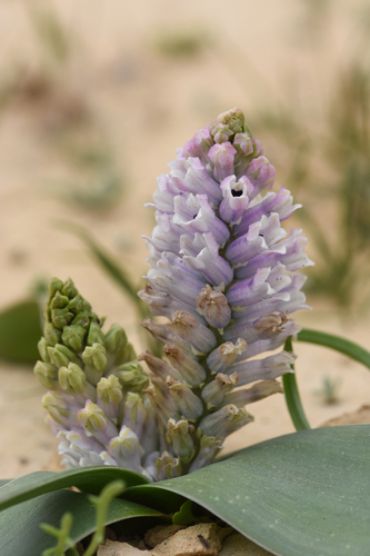 Bellevalia desertorum Eig & Feinbrun