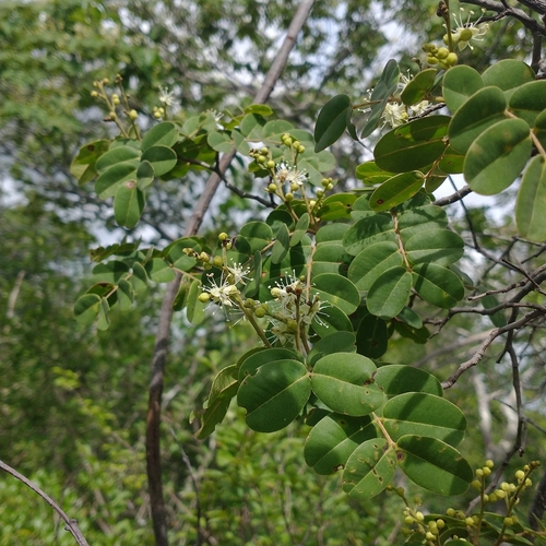 Copaifera coriacea · NaturaLista Mexico