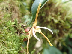 Maxillaria reichenheimiana image