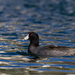 American Coot - Photo (c) Chase Elsea, all rights reserved, uploaded by Chase Elsea