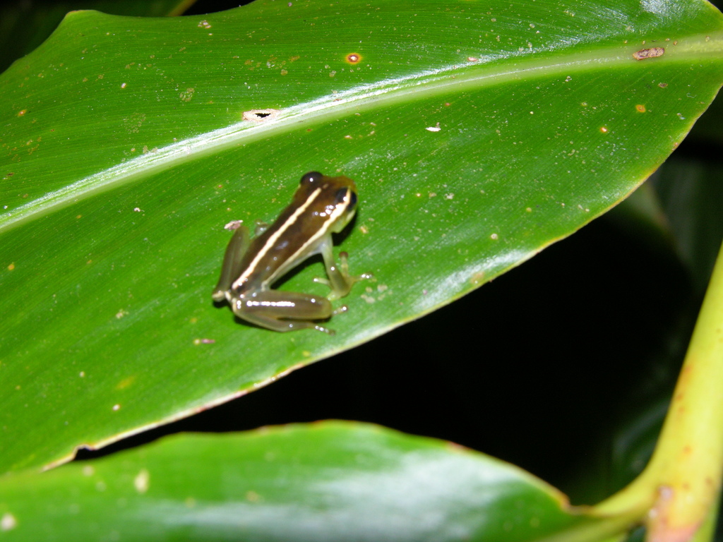 Translucenttree Frog Treasury Island Tree Frog from kimbe on March 23, 2009 by Michael ...