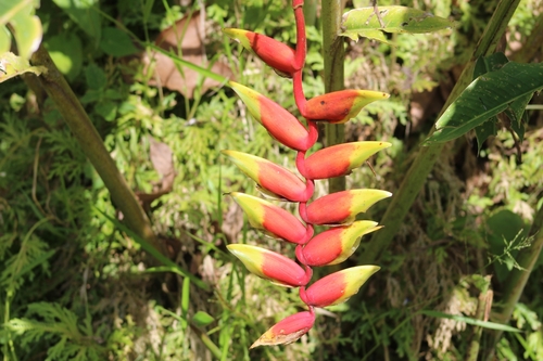 Hanging Lobster Claw Heliconia