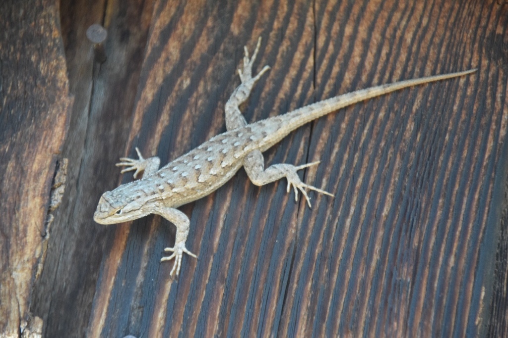 plateau-fence-lizard-from-84763-rockville-ut-us-on-september-23