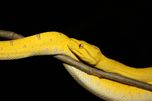Southern Green Python