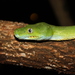 Green Python - Photo (c) Michael Pennay, all rights reserved