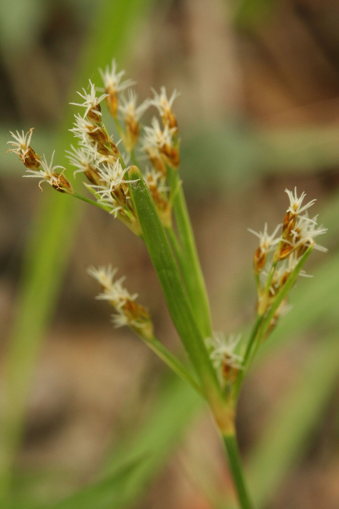 Fimbristylis thomsonii (Fimbristylis thomsonii)