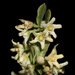 Diplolepis nummulariifolia - Photo (c) Benjamín Jacques, todos os direitos reservados, uploaded by Benjamín Jacques