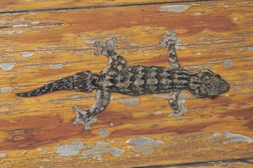 Northern Turniptail Gecko