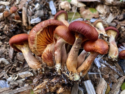 Yellow-gilled Gymnopilus