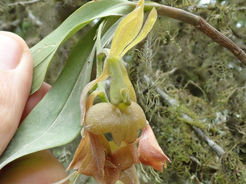 Epidendrum carchiense image