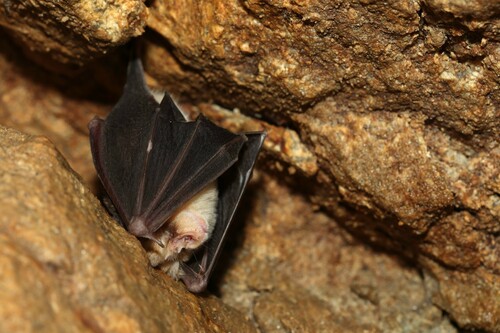 Mehely's horseshoe bat