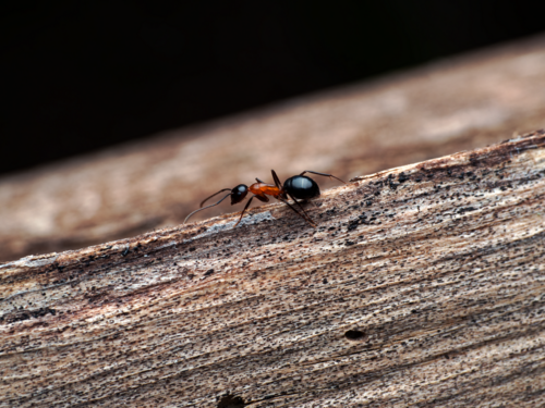 Camponotus minozziiCamponotus minozzii