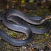 Werner's Water Snake - Photo (c) Matthieu Berroneau, all rights reserved