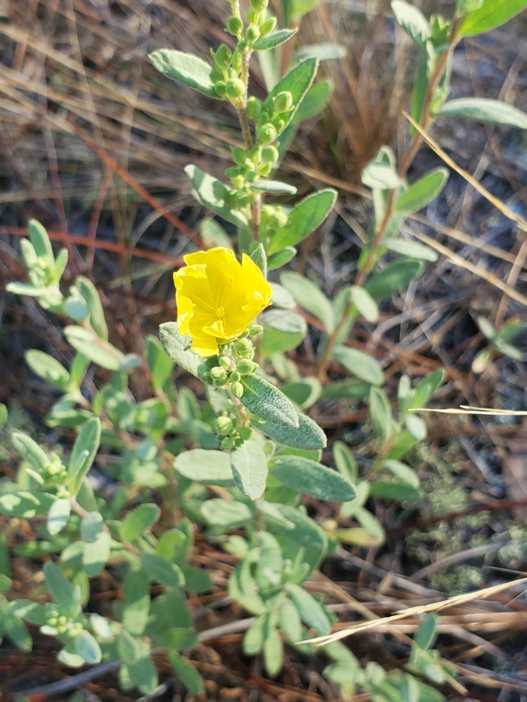 Florida Scrub Frostweed from Hypoluxo, FL 33462, USA on February 2 ...