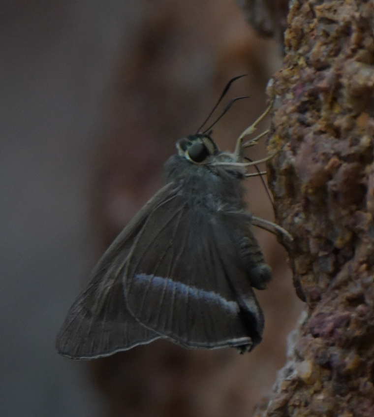 Common Banded Awl from Bukit Merah, Singapore on February 2, 2023 by ...
