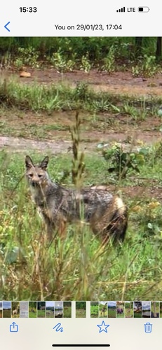 Side-striped Jackal