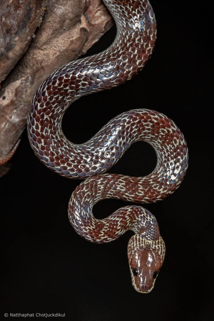 Whooolf Snake Common Wolf Snake from Khao Wong, Phra Phutthabat District, Saraburi ...
