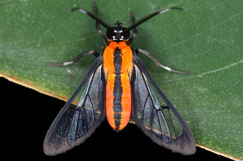 Loxophlebia imitata Druce, 1884