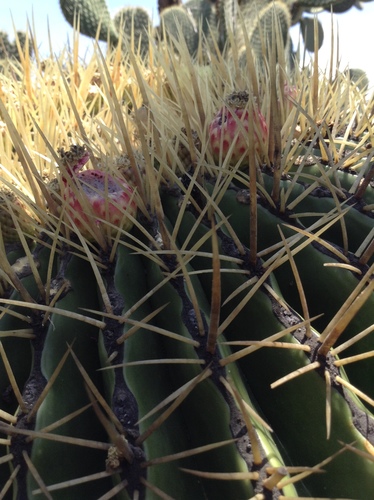 Ferocactus histrix