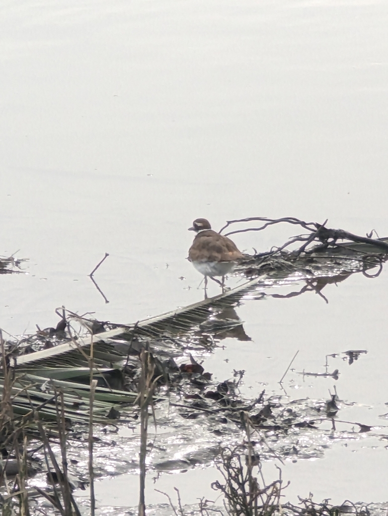 Killdeer from Creekside Park, Marin County, USCA, US on February 02
