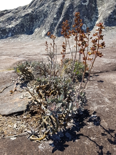 Panda Plant