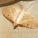 Herpetogramma basalis - Photo (c) Roger C. Kendrick, all rights reserved, uploaded by Roger C. Kendrick