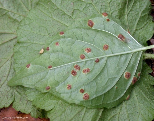 Puccinia circaeae
