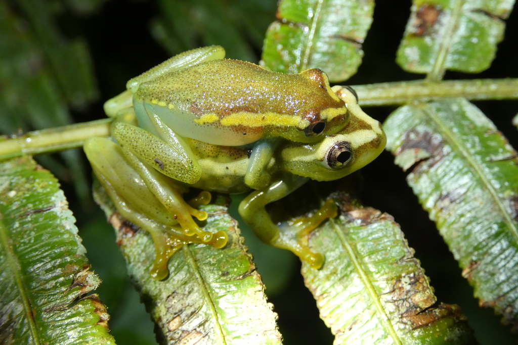Tanner's Reed Frog (Hyperolius tanneri)