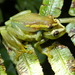 Tanner's Reed Frog - Photo (c) donchelu, all rights reserved, uploaded by donchelu
