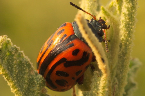 Globemallow Leaf Beetle