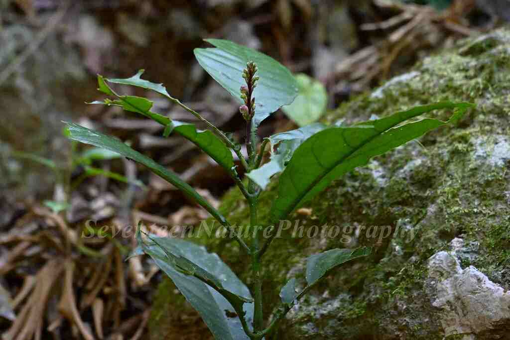 Phlogacanthus pyramidalis (Phlogacanthus pyramidalis)
