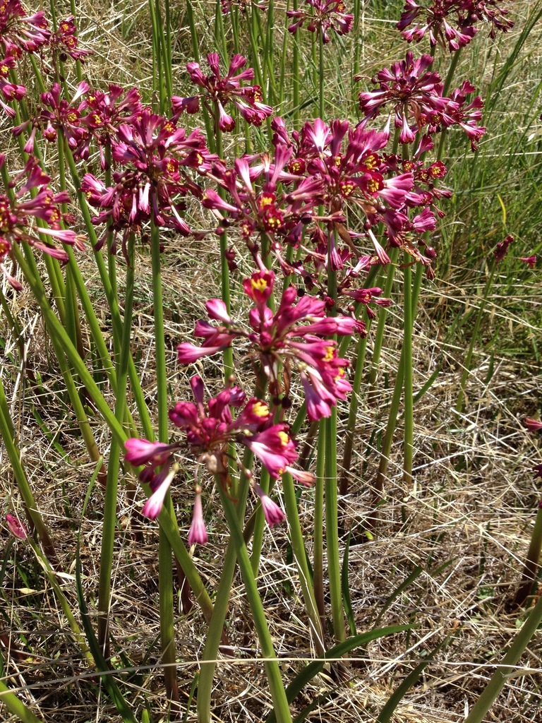 Garland lily from Buckland Park SA 5120, Australia on February 3, 2017 ...