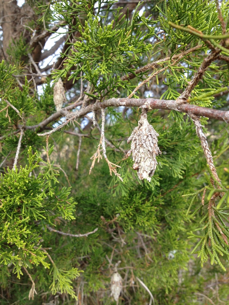 Evergreen Bagworm Moth from Northampton County, VA, USA on October 31 ...