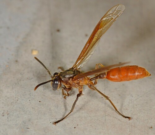 Apoica thoracica image