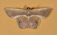 Image of Opisthoxia formosante