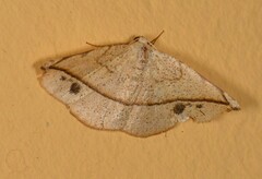 Image of Patalene hamulata