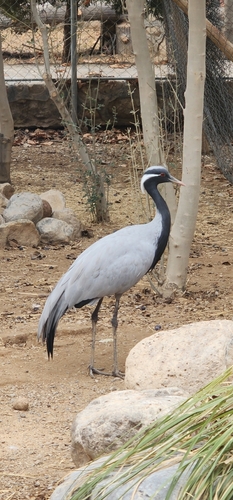 Demoiselle Crane