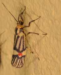 Image of Callisthenia truncata