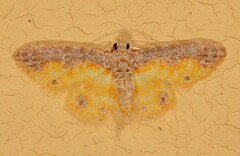 Image of Acidaliodes enona