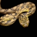 Thackeray's Cat Snake - Photo (c) vishi.gowda, all rights reserved, uploaded by vishi.gowda